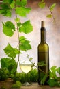 Wine and grapevine Royalty Free Stock Photo