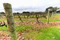 Wine grapevine farm vineyard during winter season, no grape, no leaf
