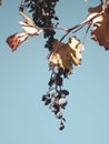 Wine grapevine plant on autumn on a beautiful sky