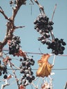 Wine grapevine plant on autumn on a beautiful sky