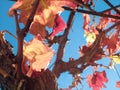 Wine grapevine plant on autumn on a beautiful sky