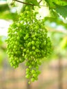 Wine green grapes in vineyard on a sunny day, Royalty Free Stock Photo