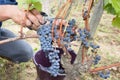 Wine grower hand picking grapes harvesting in vineyard close up vine leafs harvest time in wine industry