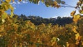 Wine growing area and natural landscapes with colorful vines in autumn around Stuttgart in Baden Wuerttemberg