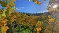 Wine growing area and natural landscapes with colorful vines in autumn around Stuttgart in Baden Wuerttemberg