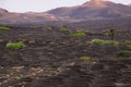 Wine growing area on volcanic ash dry ground near Uga, Lanzarote