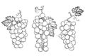 Wine growing contour design elements