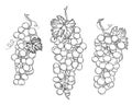 Wine growing contour design elements