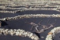 Wine-growing district La Geria, Lanzarote, Royalty Free Stock Photo