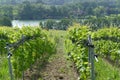 Wine growing in Germany