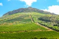 Wine growing on the hill Royalty Free Stock Photo