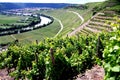 Southern german landscape with vineyard on the river and village and forest in the background Royalty Free Stock Photo