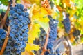 Wine growing Royalty Free Stock Photo