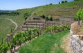 Wine growing in steep slopes in southern Germany