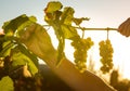 Wine harvest. Bunches of white grapes in the rays of the setting sun. Women`s hands tend to the vine. Autumn is the time of grape Royalty Free Stock Photo