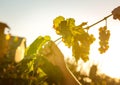 Wine harvest. Bunches of white grapes in the rays of the setting sun. Women`s hands tend to the vine. Autumn is the time of grape Royalty Free Stock Photo