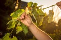 Wine harvest. Bunches of white grapes in the rays of the setting sun. Women`s hands tend to the vine. Autumn is the time of grape Royalty Free Stock Photo