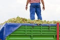 wine harvest, Castile-La Mancha, Spain