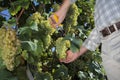 Wine harvest hands cutting white grapes from vines Royalty Free Stock Photo