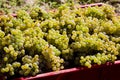 wine harvest & x28;riesling& x29;, Czech Republic Royalty Free Stock Photo