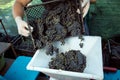 Wine harvest. The winemaker puts the collected bunches into a hand crusher. Autumn is the time of grape harvest and wine making