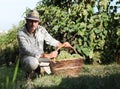 Wine Harvest Worker with basket full of bunches of grapes