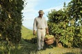 Wine Harvest Worker with basket full of bunches of grapes