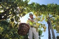 Wine Harvest Worker Cutting White Grapes from Vines with wicker