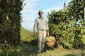 Wine Harvest Worker with wicker basket full of bunches of grapes Royalty Free Stock Photo