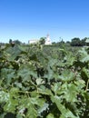 Wine industry in Chile