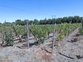 Wine industry in Maipo valley, Chile Royalty Free Stock Photo