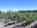 Wine industry in Maipo valley, Chile