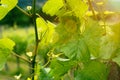 Wine leaf in the vineyard, sunset mood