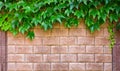 Wine leaves draped over a bright mediterran stone wall