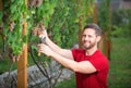 Wine maker, grapes harvest. Vinedresser cutting grapes bunch. male vineyard owner. Man harvester cutting grapes from Royalty Free Stock Photo