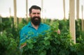 Wine making concept. Man grabbing grape in vineyard. Harvester cutting bunch of grapes. Royalty Free Stock Photo