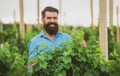 Wine making concept. Man grabbing grape in vineyard. Harvester cutting bunch of grapes. Royalty Free Stock Photo