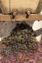 Processing of grapes in the production of wine. Royalty Free Stock Photo