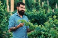 Wine making. Man grabbing grape in vineyard. Harvester cutting bunch of grapes in vineyard rows. Royalty Free Stock Photo