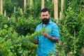 Wine making. Young man grabbing grape in vineyard. Harvester cutting bunch of grapes in vineyard rows. Royalty Free Stock Photo