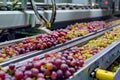 Wine manufacturing process, grapes going throught machine on the wine making plant Royalty Free Stock Photo