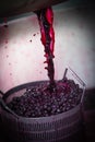Wine mixing during fermentation process in barrel, Bordeaux Vineyard