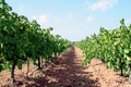Wine plants Royalty Free Stock Photo