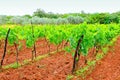 Wine plants Royalty Free Stock Photo