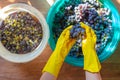 Wine preparation. A bowl of harvested grapes, bunches of blue Isabella grapes in the hands of a woman crushing the