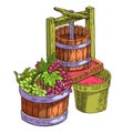 Wine press vector illustration with vine, grape, wooden cask isolated on white. Royalty Free Stock Photo