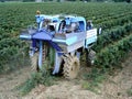 Wine producer in his vineyard harvesting grapes