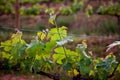 Wine producing, vine fields. Close-up vine leaves.