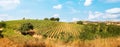 Wine production with ripe grapes before harvest in an old vineyard with winery in the tuscany wine growing area near Montepulciano