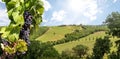 Wine production with ripe grapes before harvest in an old vineyard with winery in the tuscany wine growing area near Montepulciano